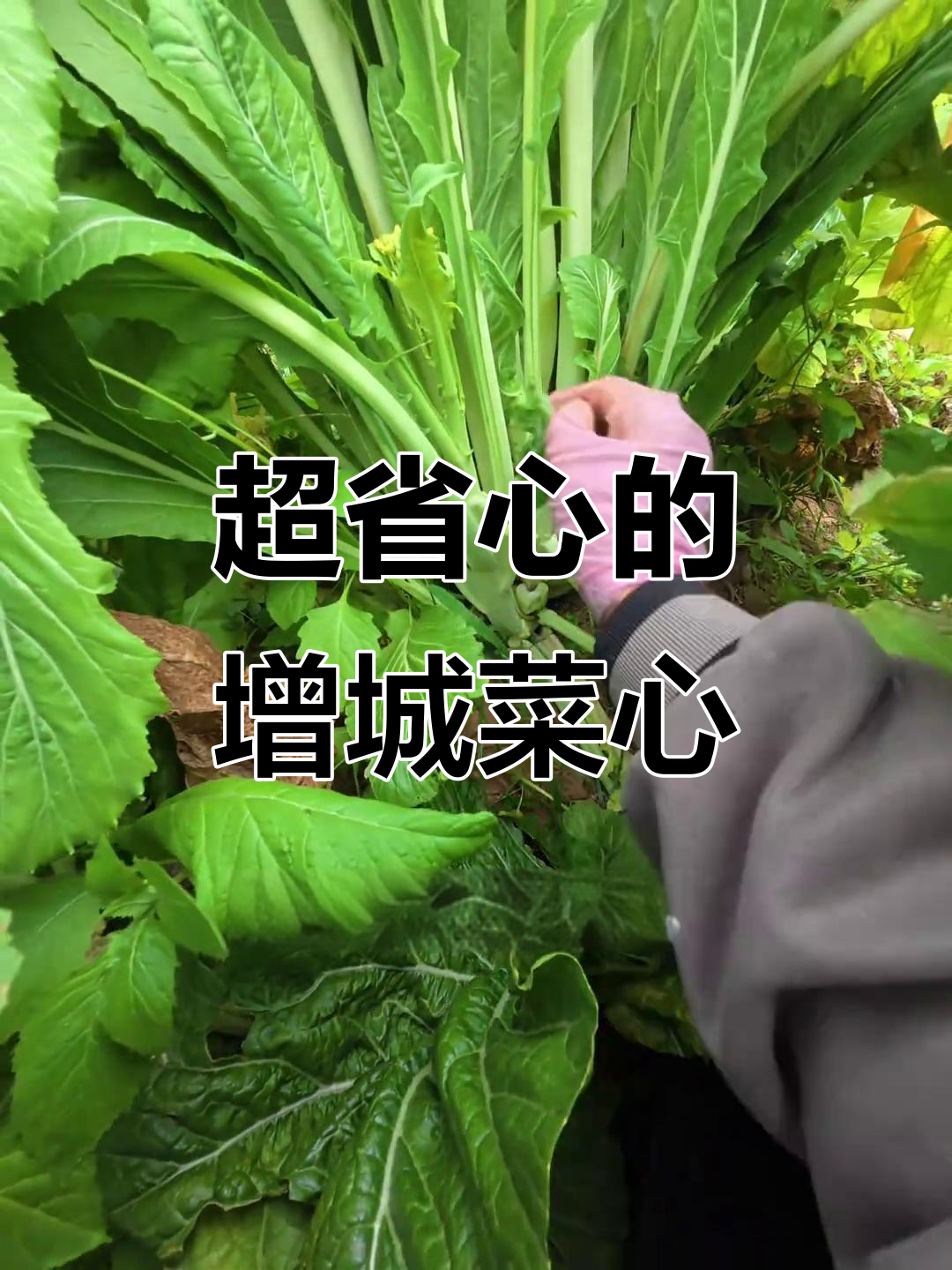 增城菜心超省心的种植体验,产量惊人