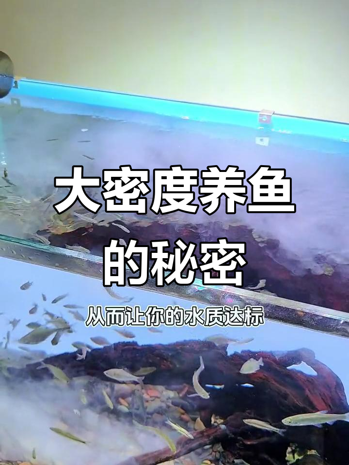 青鱼大密度养殖秘诀:水质净化与消化系统建立