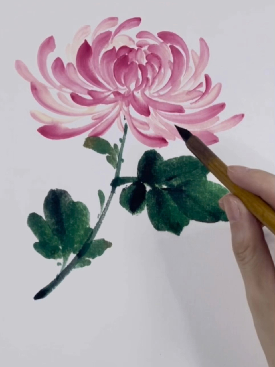 详细教程|超简单的菊花画法,学起来吧!