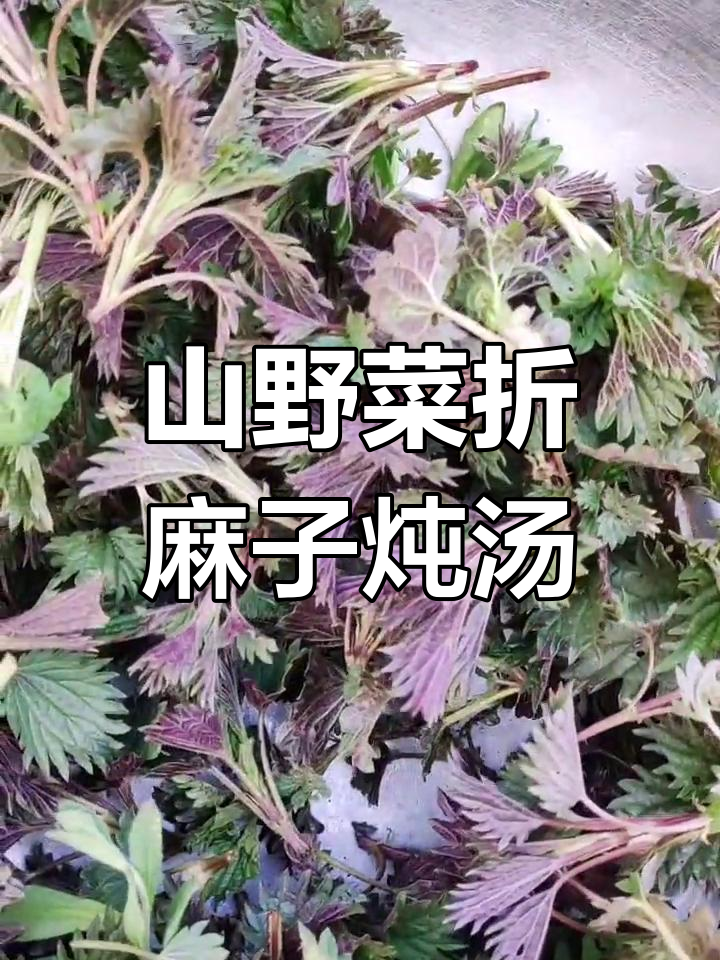 东北山野菜折麻子炖土豆汤,鲜美又刺激