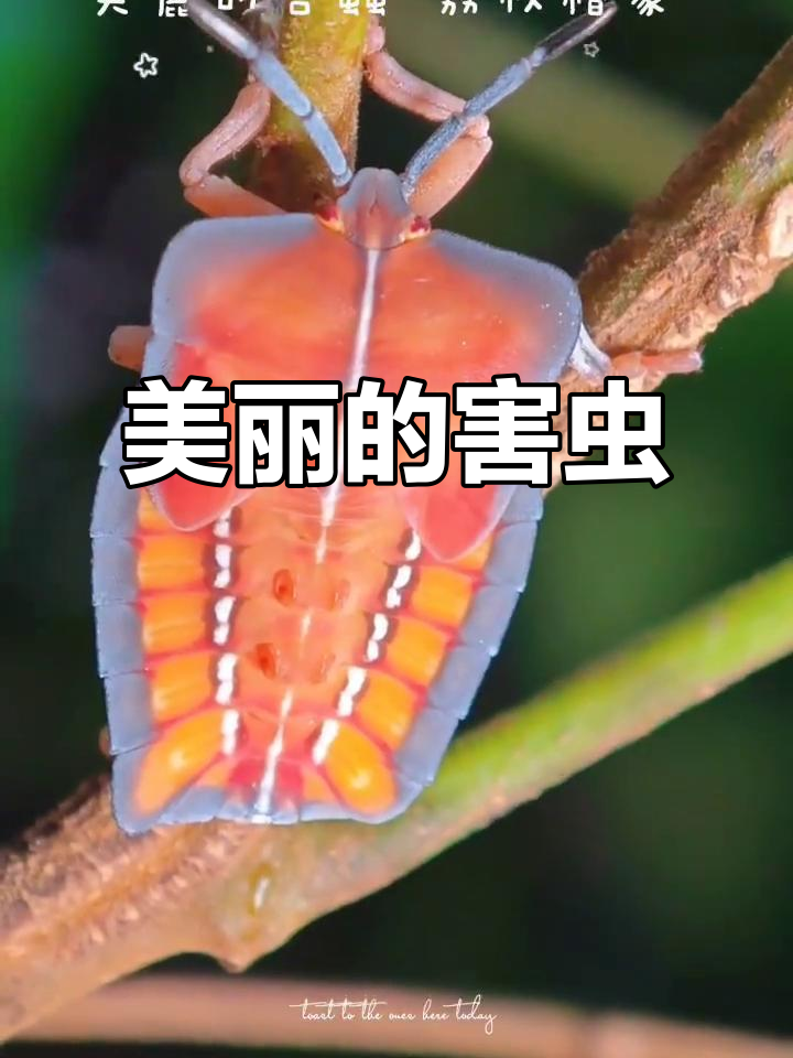 荔枝椿象:美丽却致命的昆虫