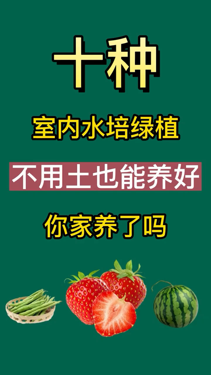 十种家中水培植物听说第7种很多人喜欢