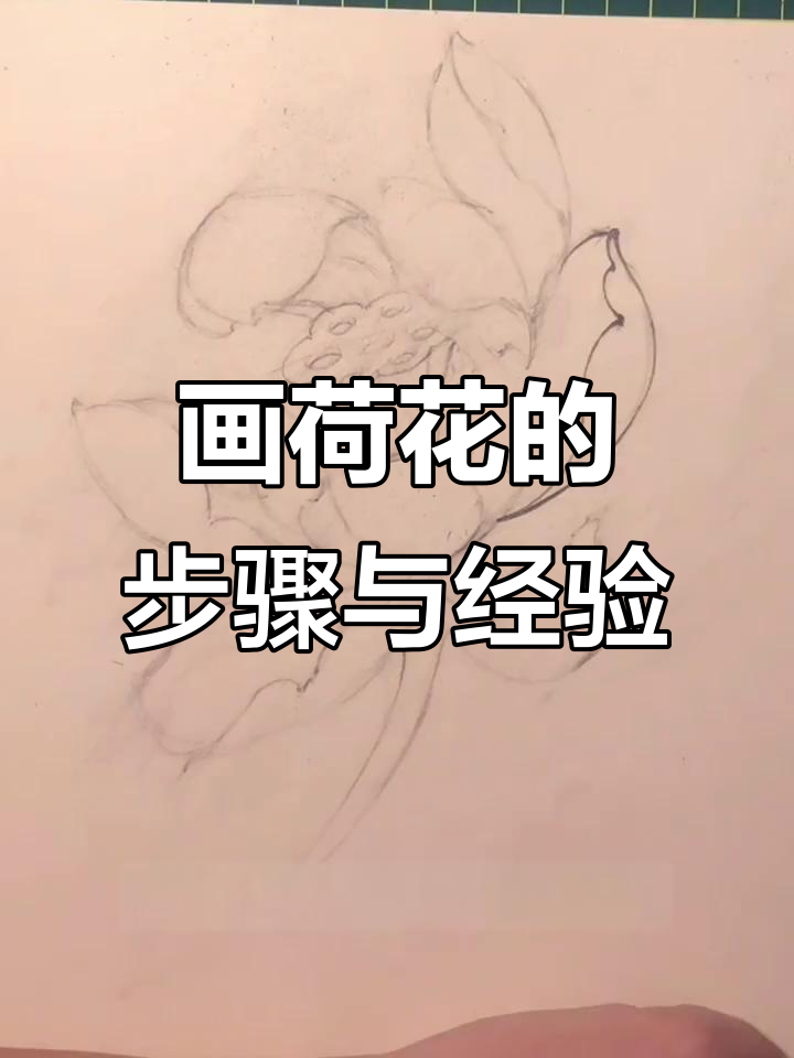 荷花纹身手稿绘制技巧与理解分享