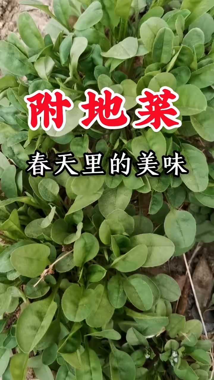 附地菜，春天里的美味，大自然的馈赠