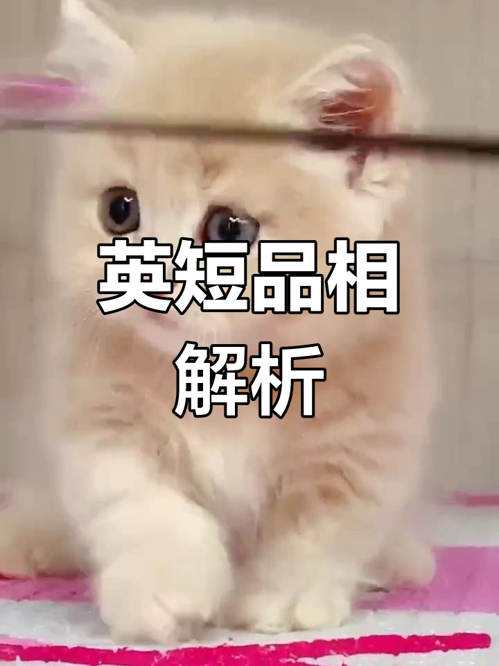 英短蓝猫特征:圆脸、大眼,体型匀称,肌肉发达