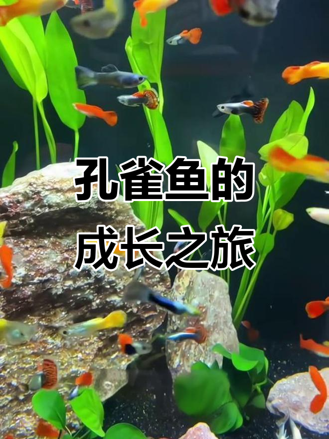 孔雀鱼成长全纪录，从出生到成熟的精彩过程！