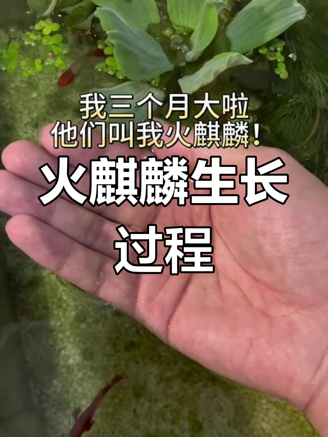 火麒麟孔雀鱼成长记录