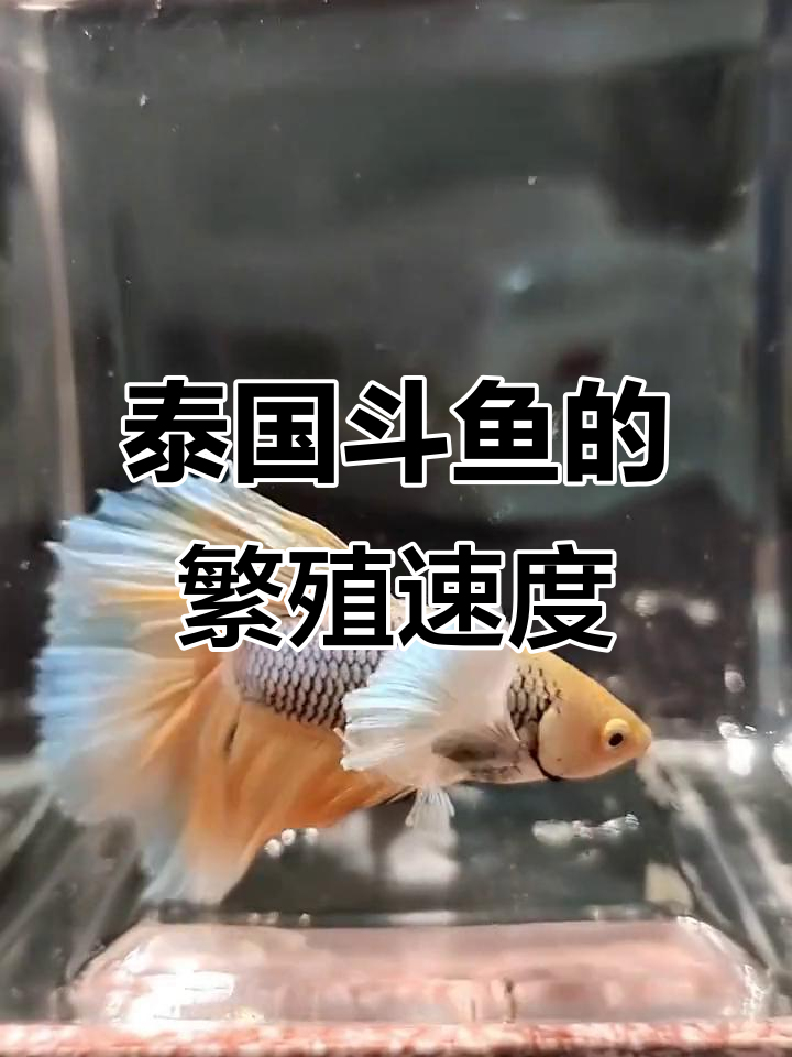 泰国斗鱼繁殖周期揭秘,四到六个月就能配对