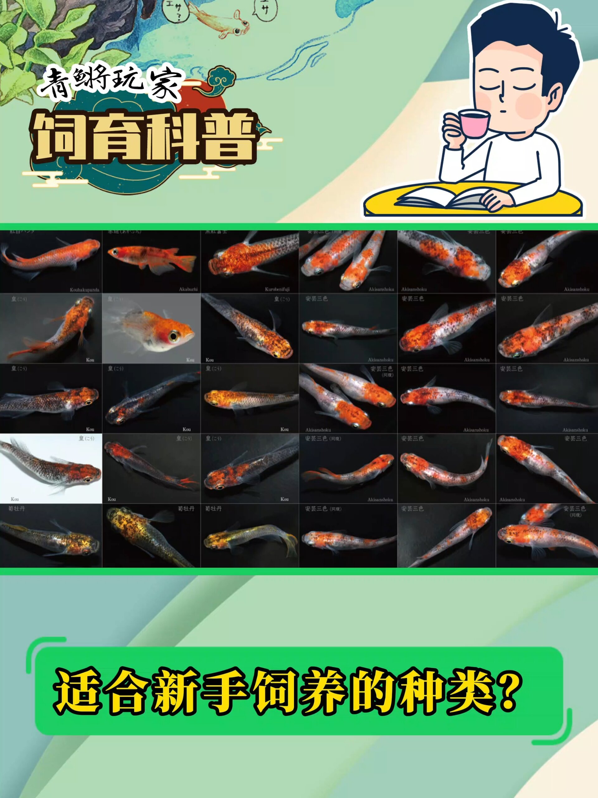 适合新手饲养的观背青鳉种类?