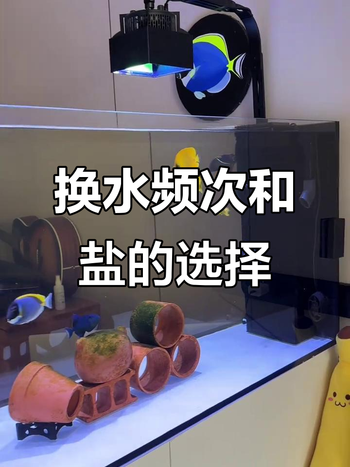鱼缸换水频率与技巧大揭秘,如何正确维护水质