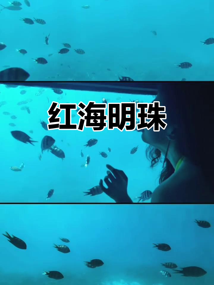 赫尔格达,红海边的梦幻之地,鱼群与浪花共舞