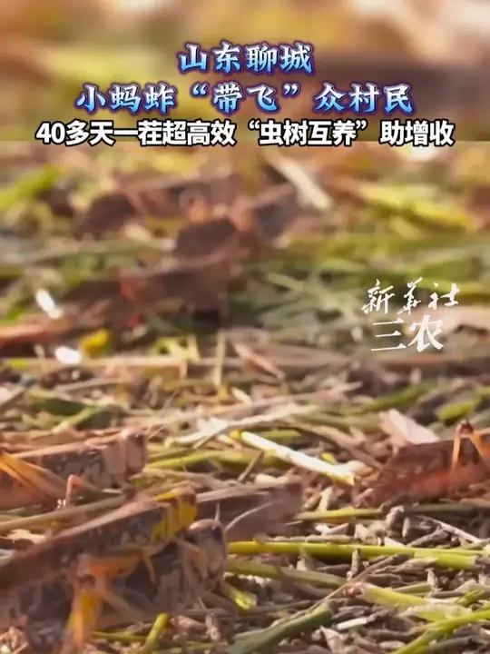 盛夏山东聊城茌平,70余亩基地养蚂蚱,40天一茬年出5万多斤,“虫树互养” 带增收,成致富