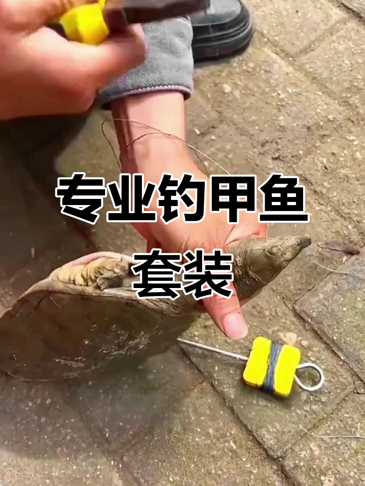 钓甲鱼必备工具，猪肝穿钩技巧大揭秘