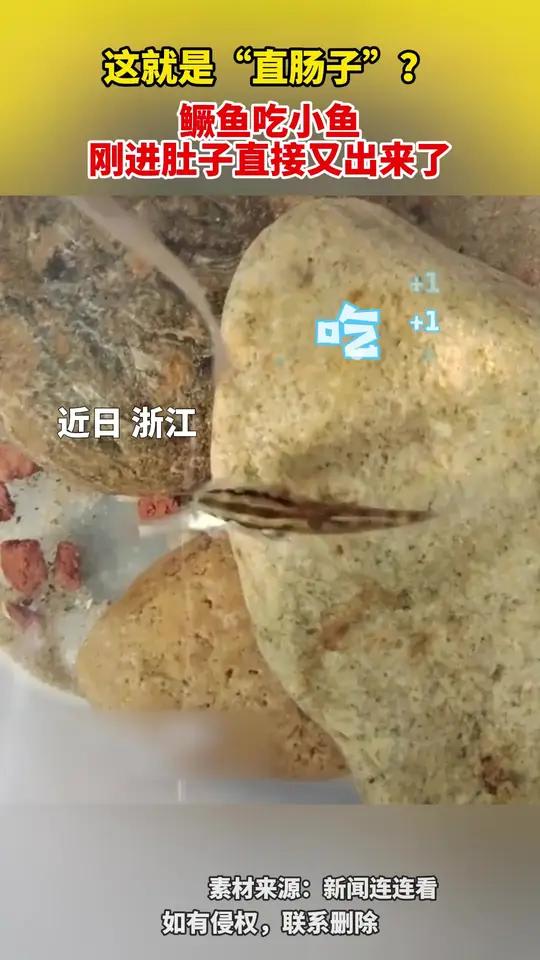 这就是“直肠子”?鳜鱼吃小鱼 刚进肚子直接又出来了
