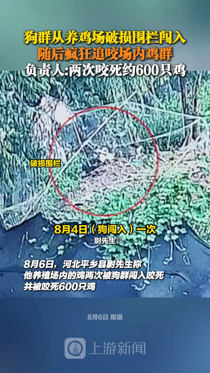狗群从养鸡场破损围栏闯入,随后疯狂追咬场内鸡群