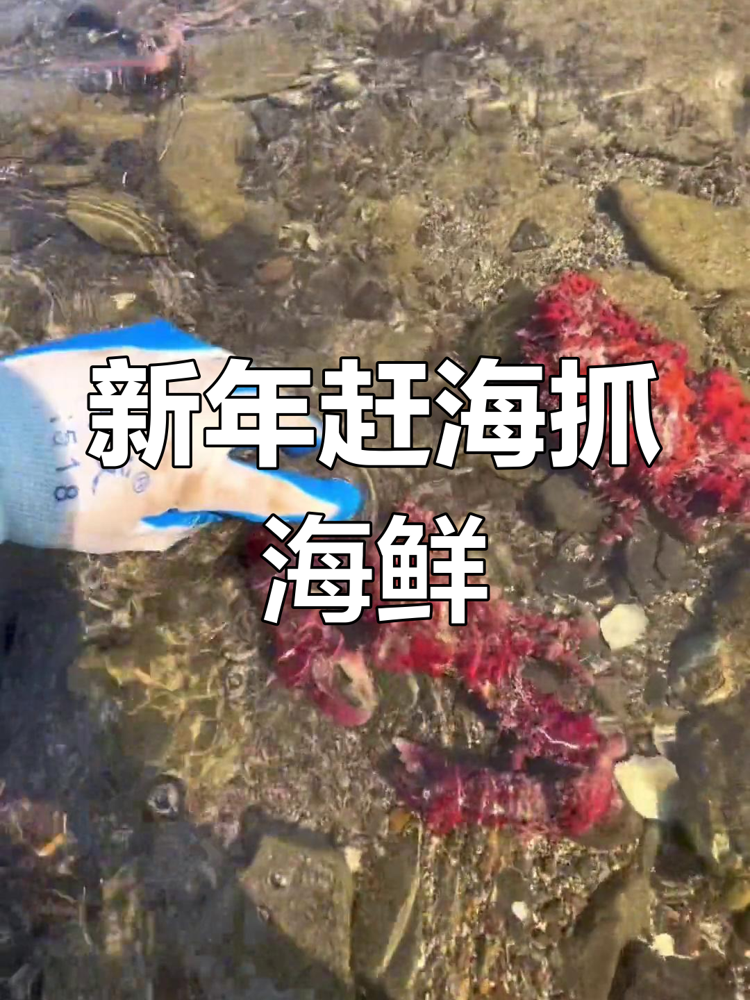 赶海抓海鲜,新年好运连连!红螃蟹、大龙虾齐登场
