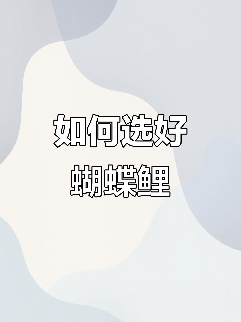4月1日分享:蝴蝶鲤养护心得,如何挑选优质熊猫品种
