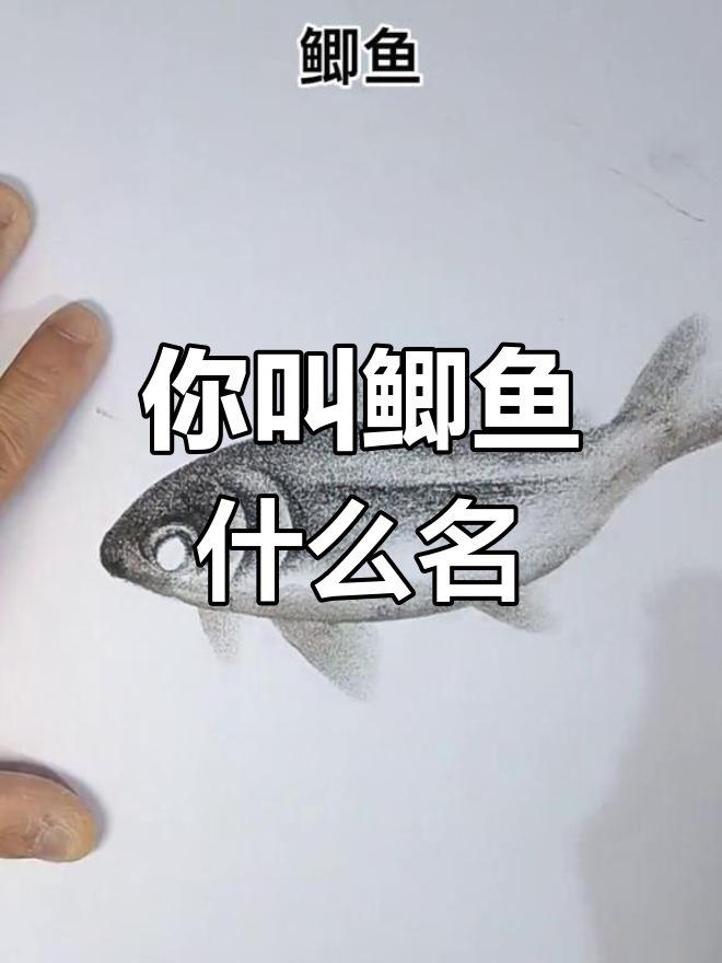 你们那的鲫鱼叫什么名字?一起来画画吧!