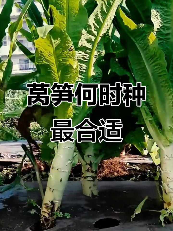 莴笋种植最佳时机,四季播种全攻略