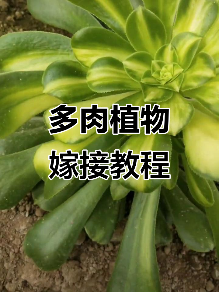 绿羊绒多肉植物嫁接技巧，打造更漂亮的宽中斑景