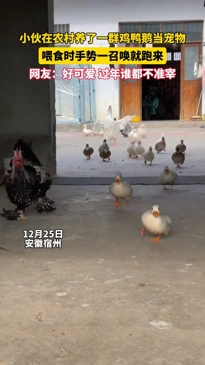 小伙养了一群宠物鸭宠物鸡,喂食时手势一召唤,它们就秒懂