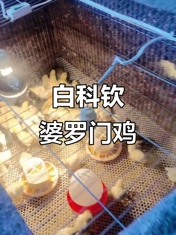 婆罗门巨型白科钦鸡苗,怀特观赏鸡的魅力