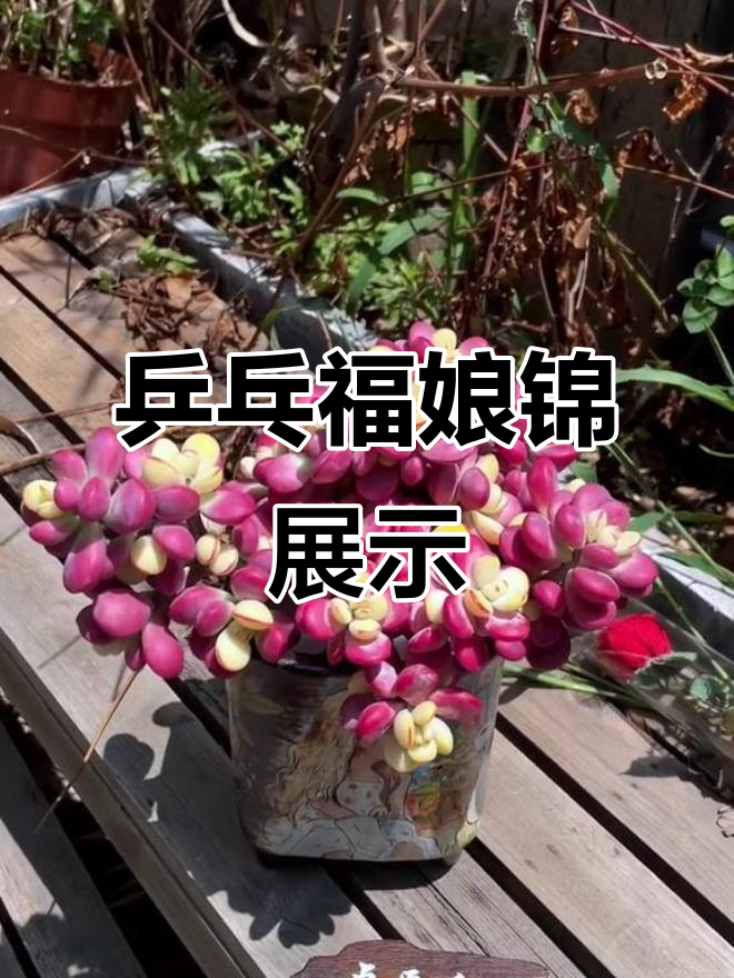 乒乓福娘锦多肉,学员寄来的作品太美了!