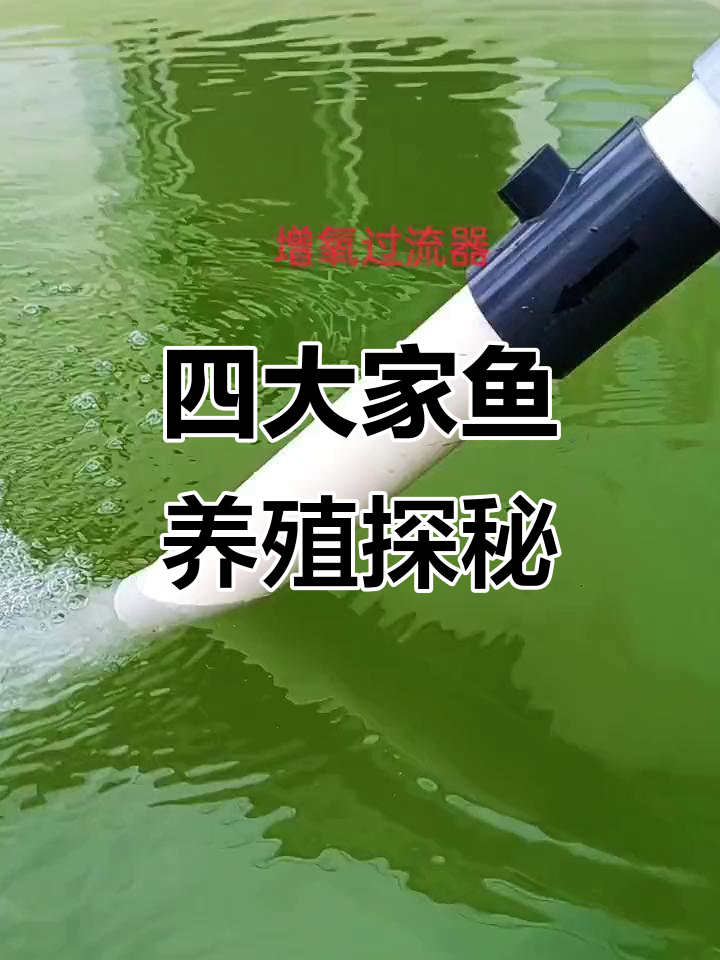 带你参观四大家鱼养殖基地,了解高位池技术
