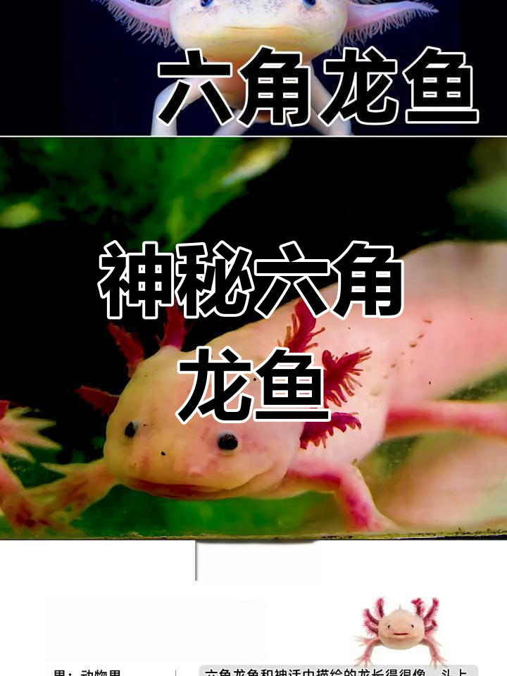 六角龙鱼:神话中的龙可能是它