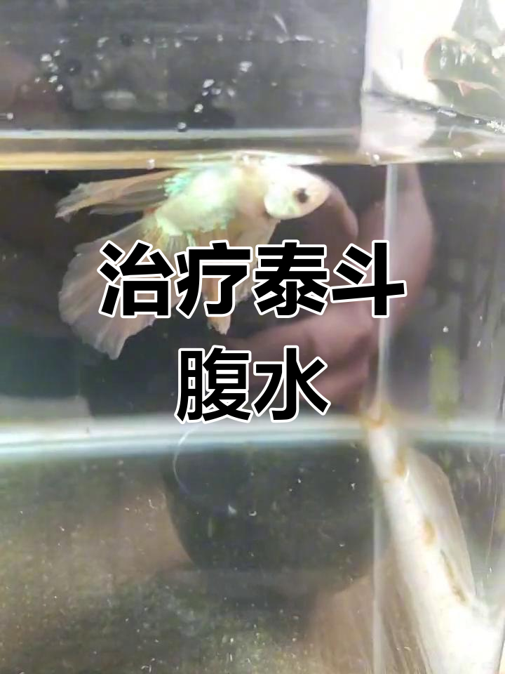 泰国斗鱼腹部肿胀,如何治疗?