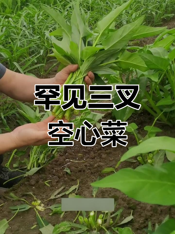 三叉空心菜,脆嫩口感更佳