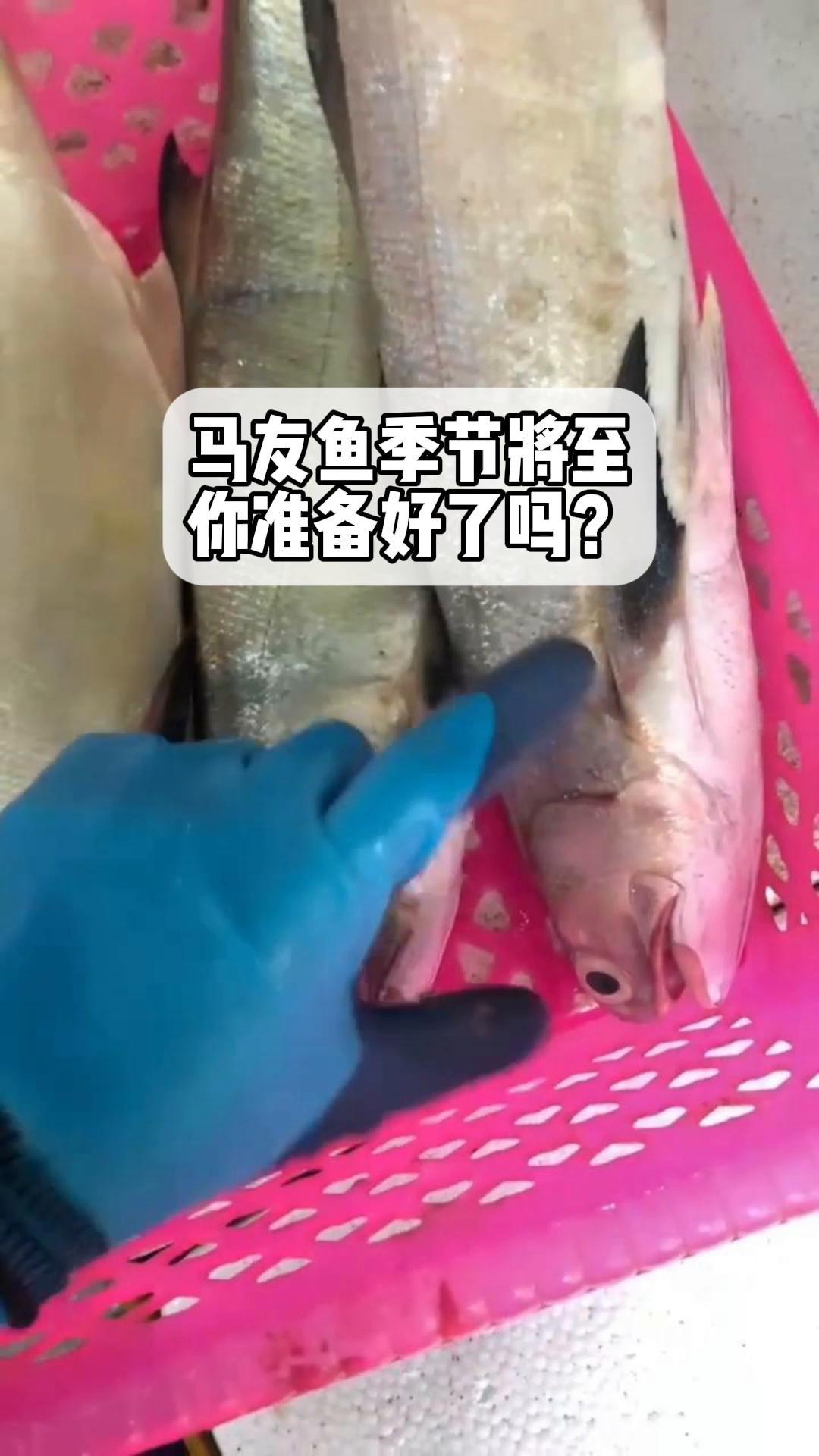 马友鱼季节将至,你准备好了吗?