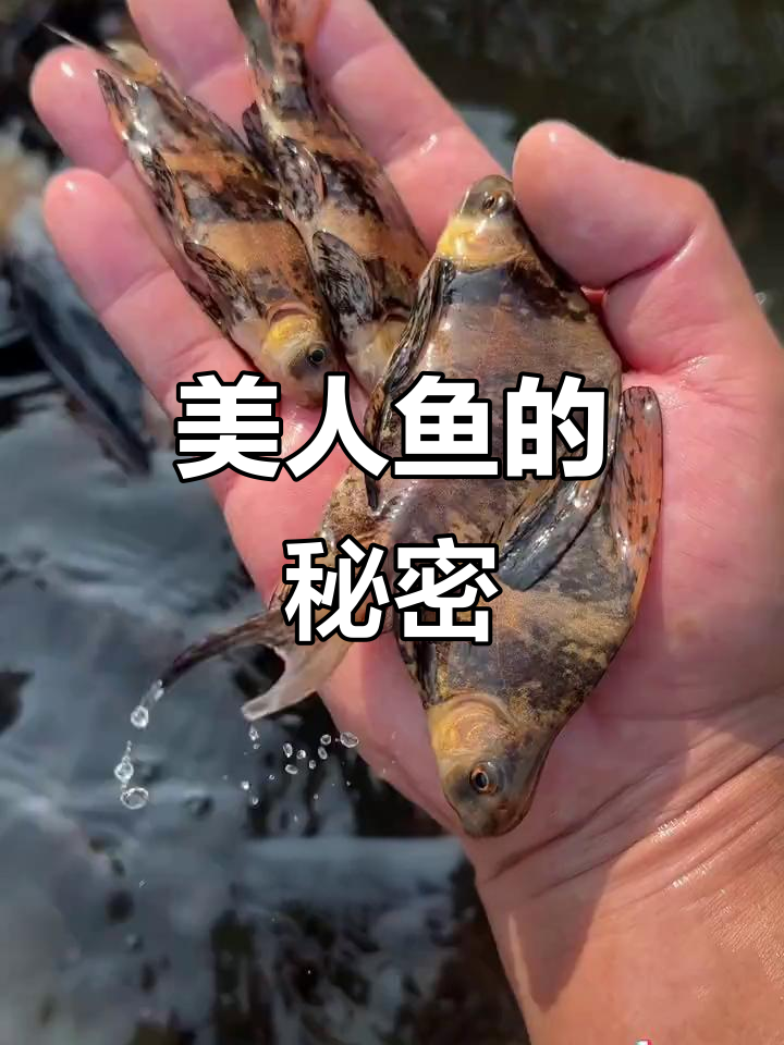 这种鱼不仅美丽,还能净化水质,一年轻松长成大个!