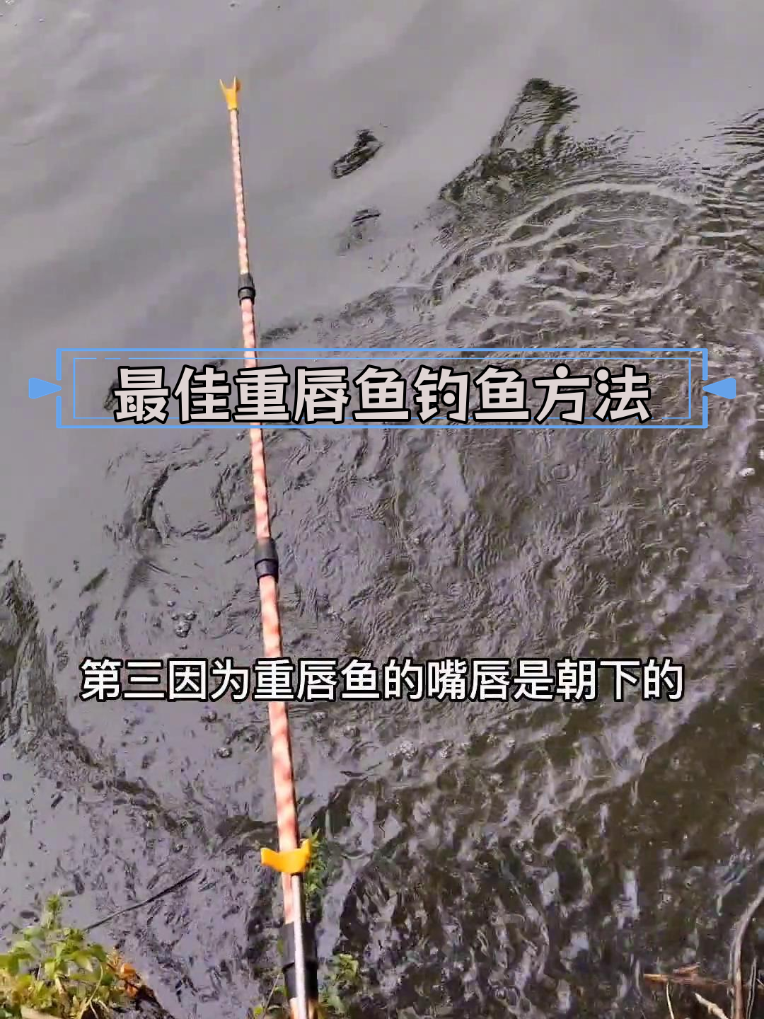 重唇鱼钓法技巧分享