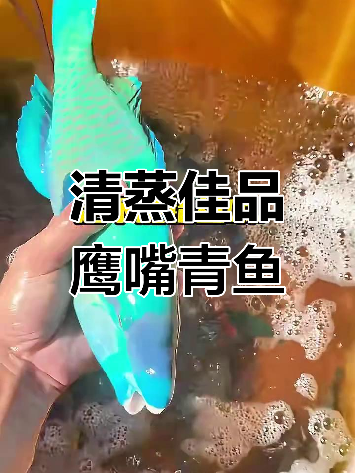 鹰嘴青鱼:水质要求高,清蒸口感超赞