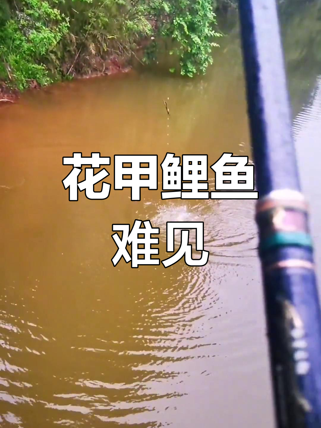 稀有花甲鲤鱼现身