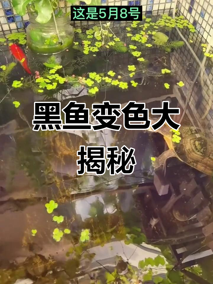 回顾旧视频,黑鱼变红过程揭秘