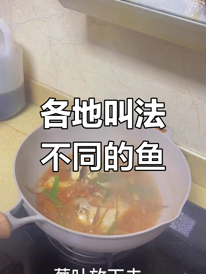 不同地方对枪鱼的称呼差异