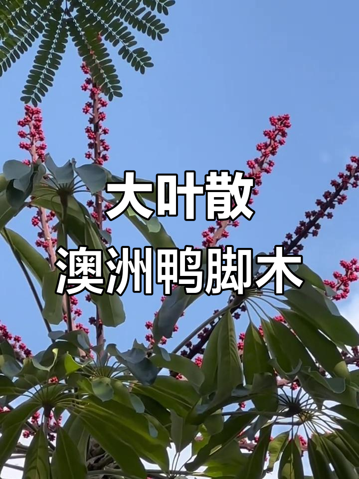 澳洲鸭脚木:大叶伞的美丽与独特