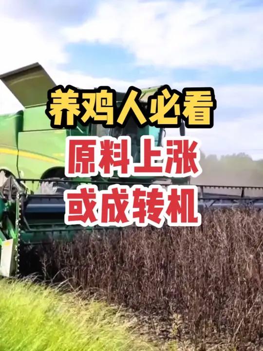 大豆加关税危及养殖户利润空间?或成转机 养鸡人必看!利好消息:成本不增反降