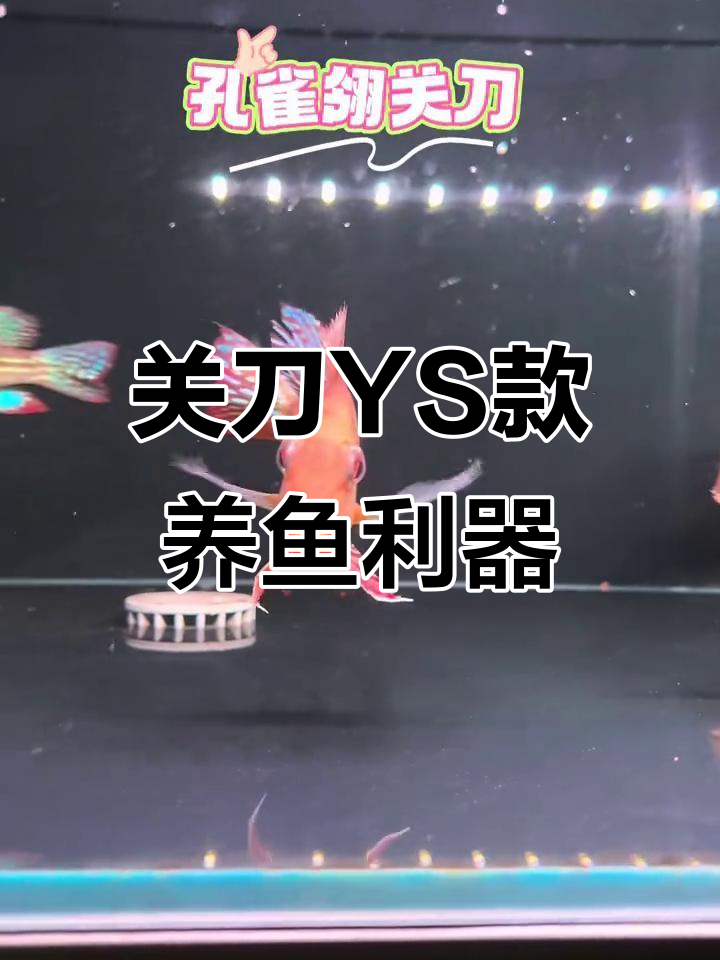 孔雀翎关刀YS款:轻松养鱼,水族爱好者的理想选择