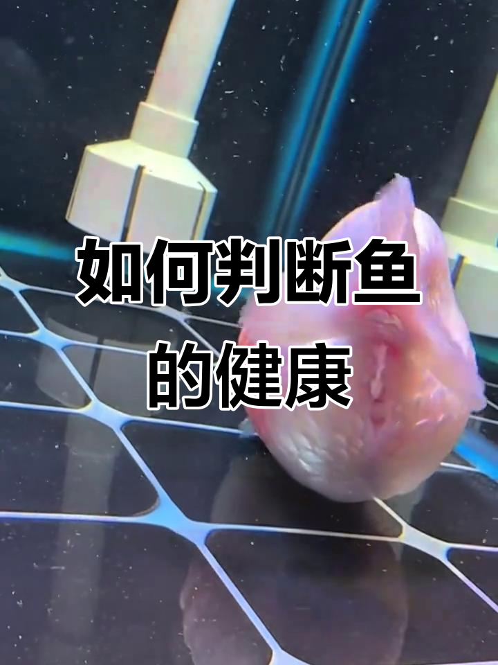 判断鱼健康:从肚子膨胀到鳞片发白,常见病症全解析