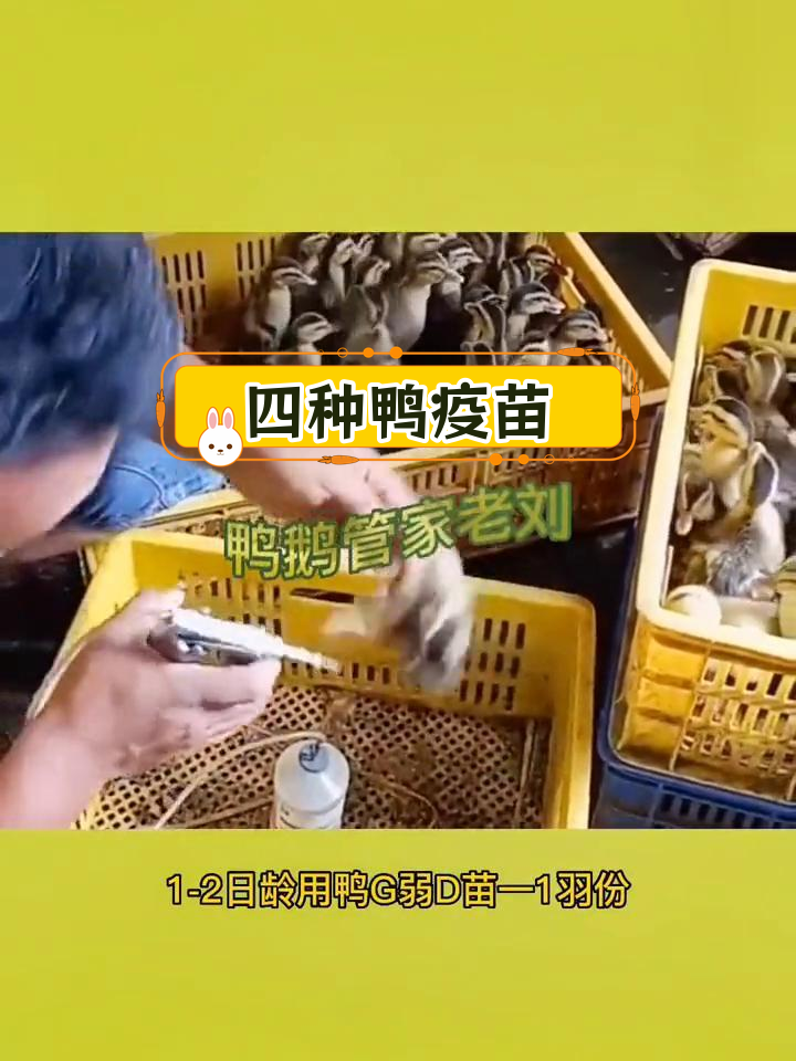 鸭子疫苗接种全攻略,四针必打