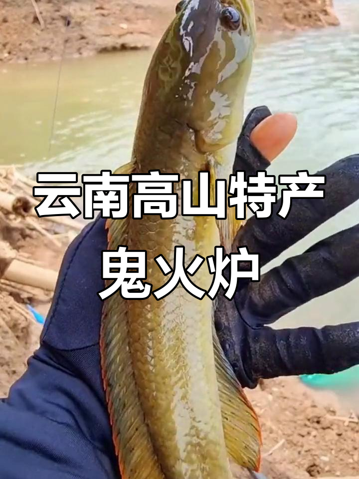 这种罕见鱼竟然叫青蛙?