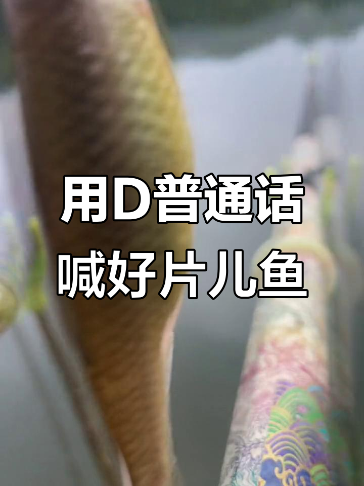 普通话念出鱼漂名字,钓鱼人懂的好片儿鱼