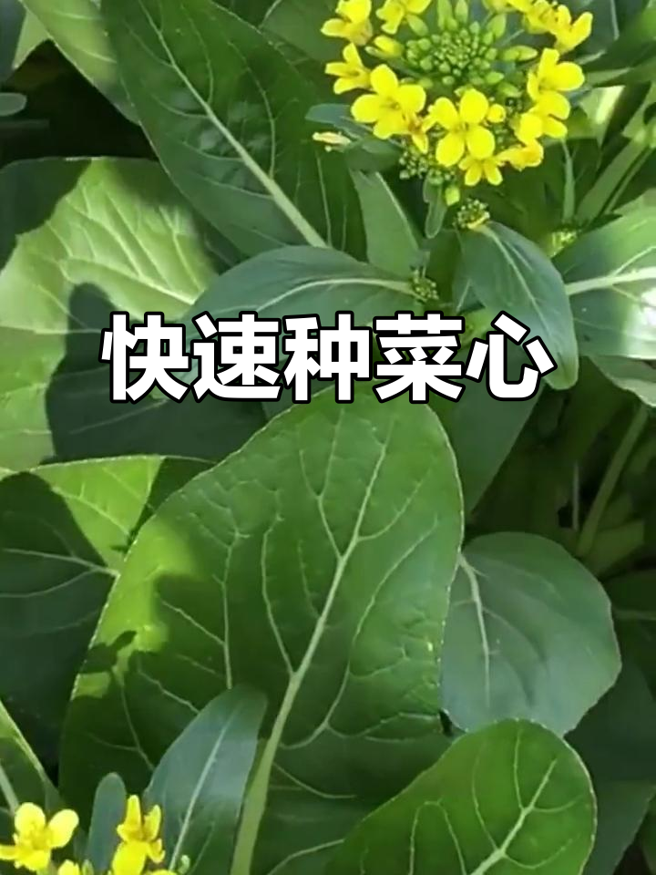 菜心种植简单,40天收获美味与营养