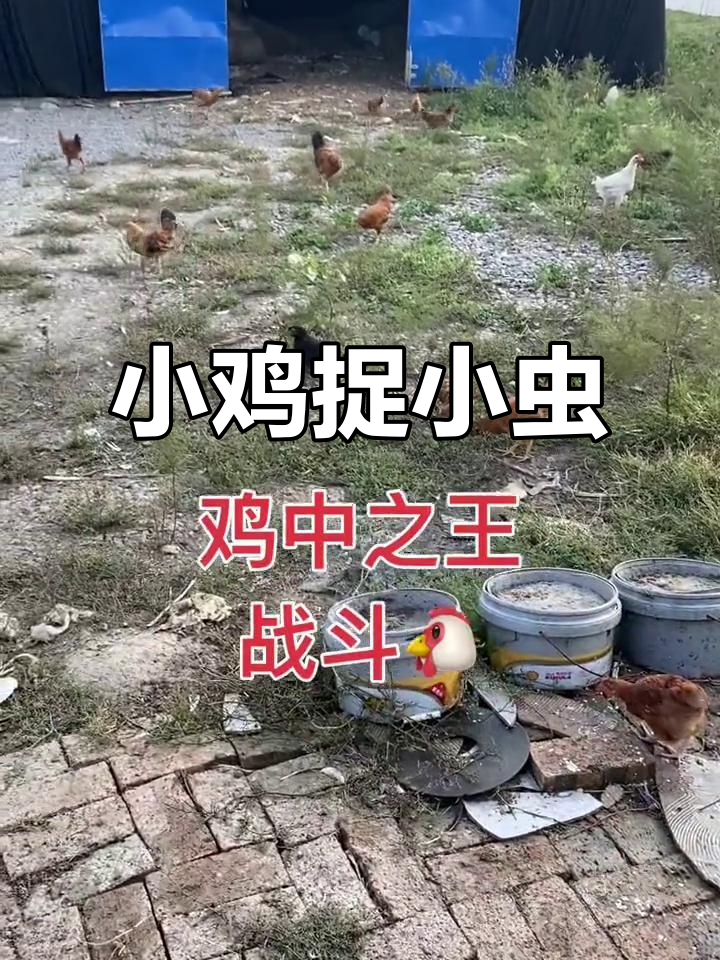 草地里的小鸡，逮虫吃草忙不停