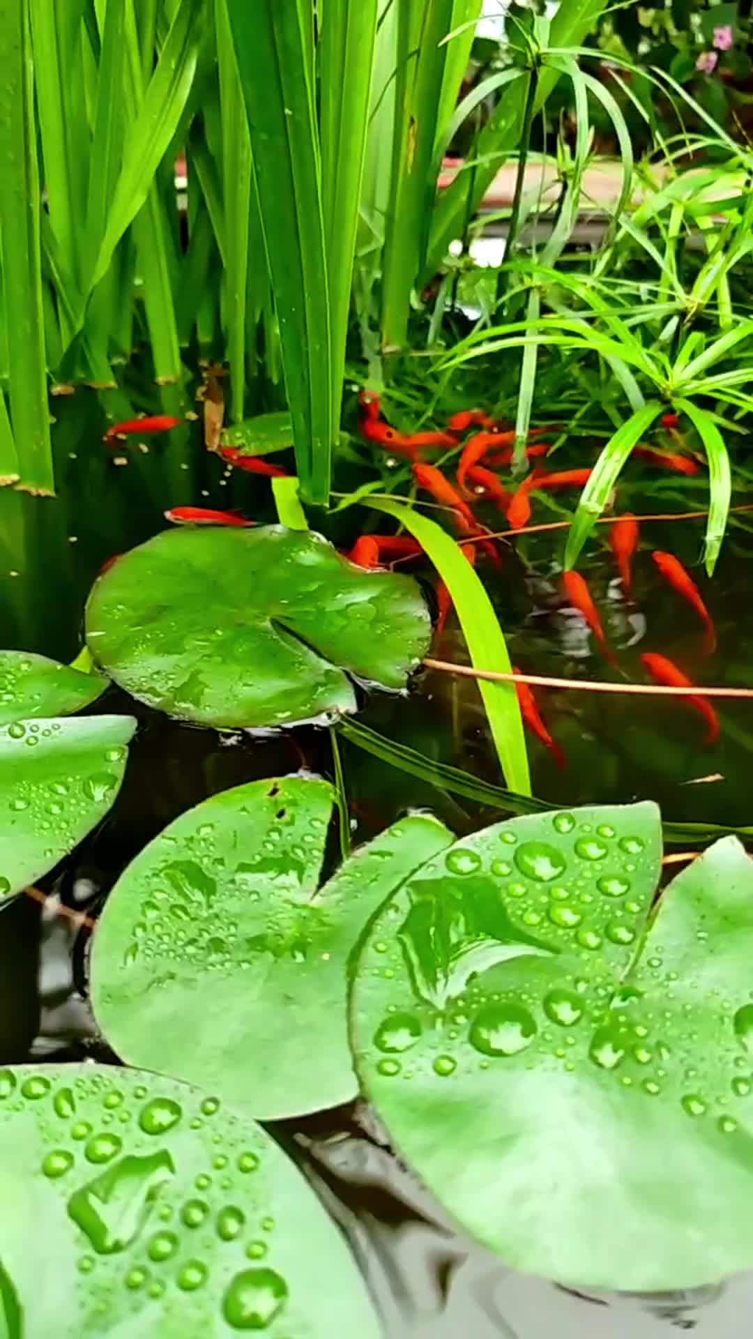 寻一处幽静,取些许美好,享一份独处的清净安然……唯美意境 雨后清新