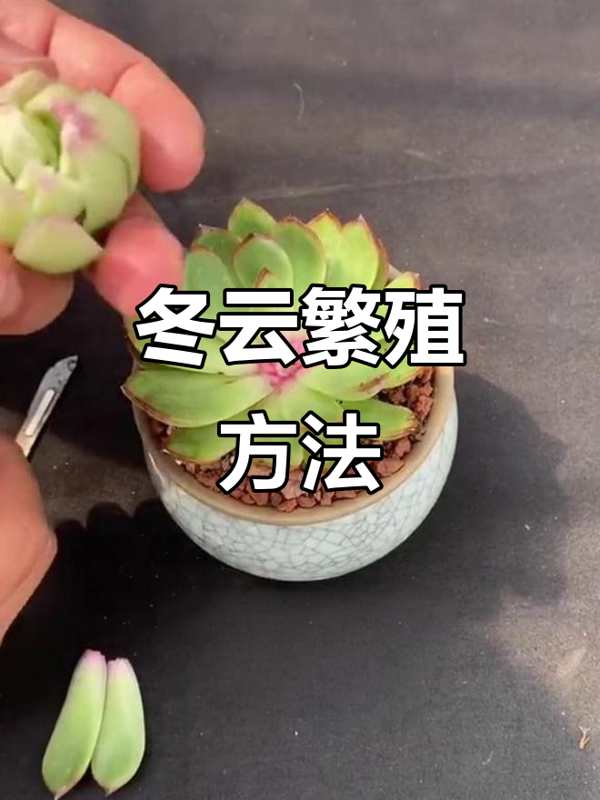 野马冬云繁殖技巧：砍头、叶插与爆群生全攻略