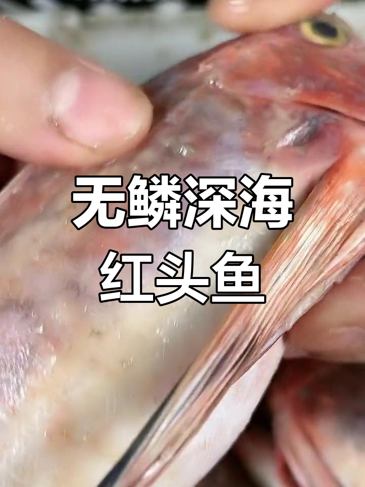 深海野生红头鱼,鲜美无腥味,肉质细腻营养高